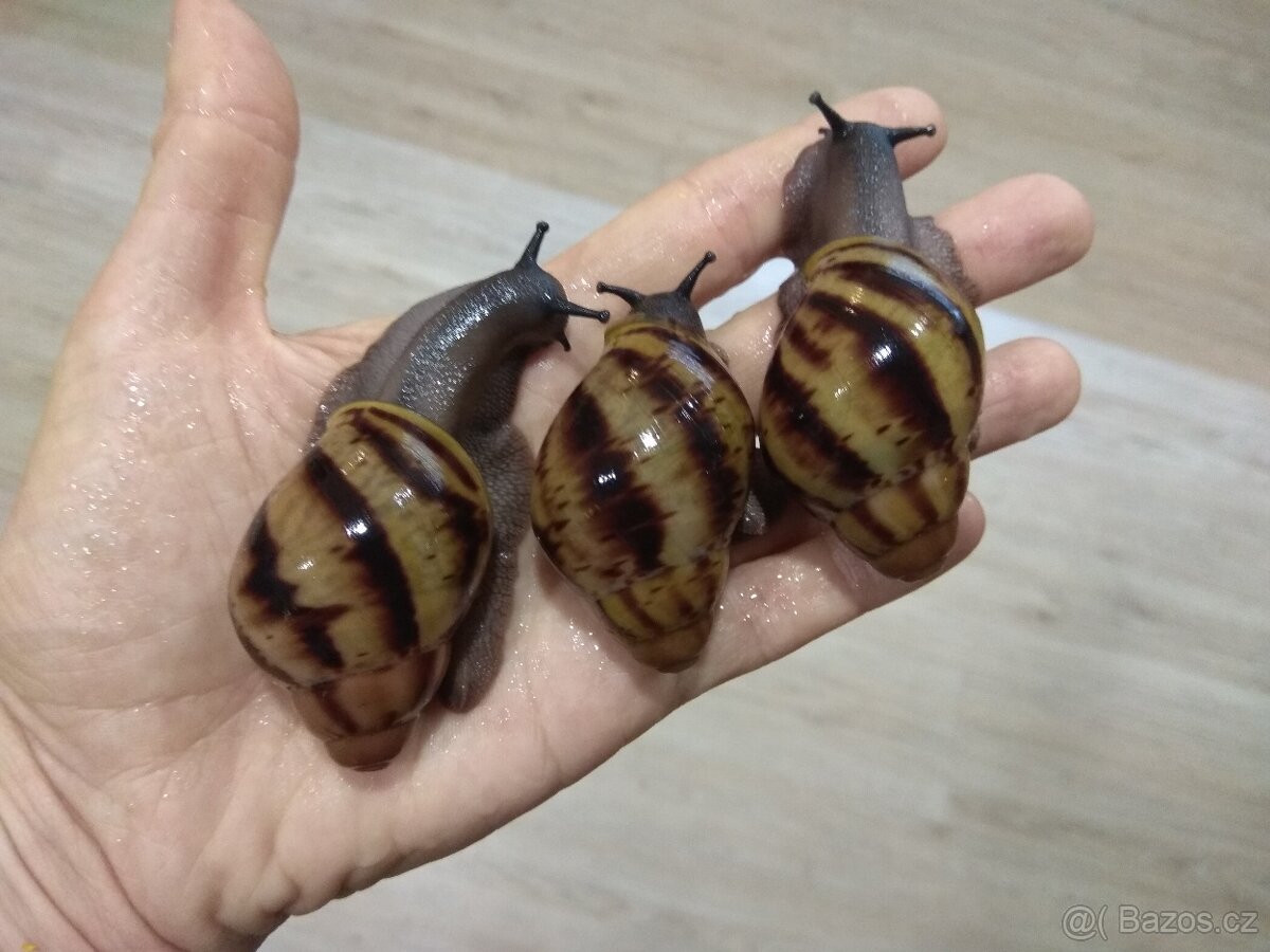Africký šnek Archachatina Marginata Suturalis mláďata - 2