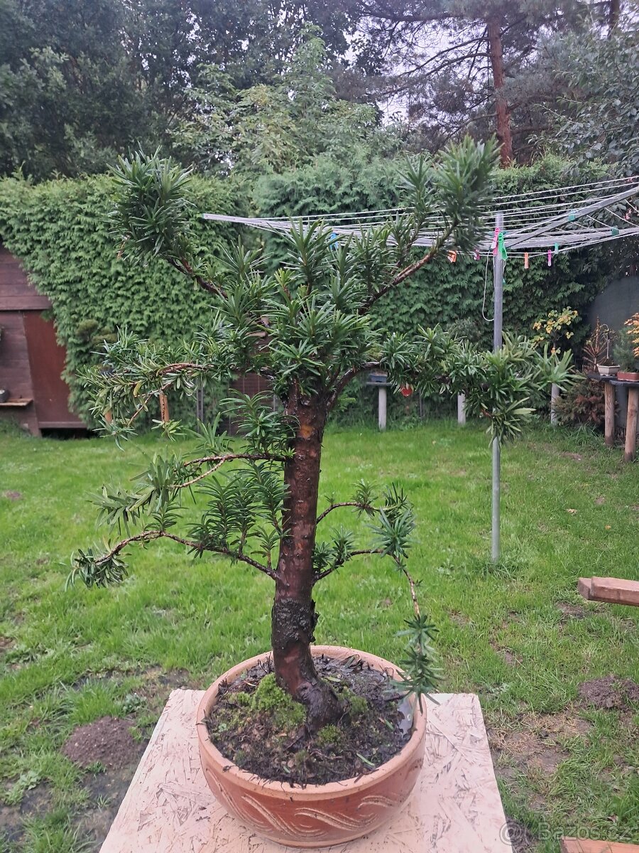 Bonsaj, bonsai Tis Japonsky - 2