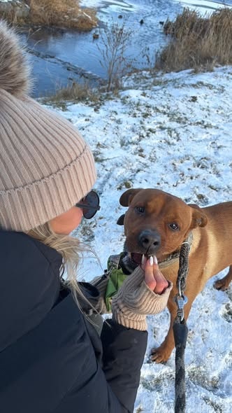 Kříženec ridgebacka hledá domov - 2