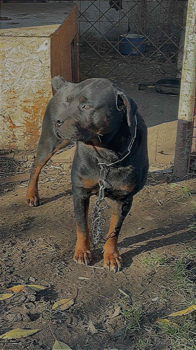 Dobry den daruji psa i fenu - 2