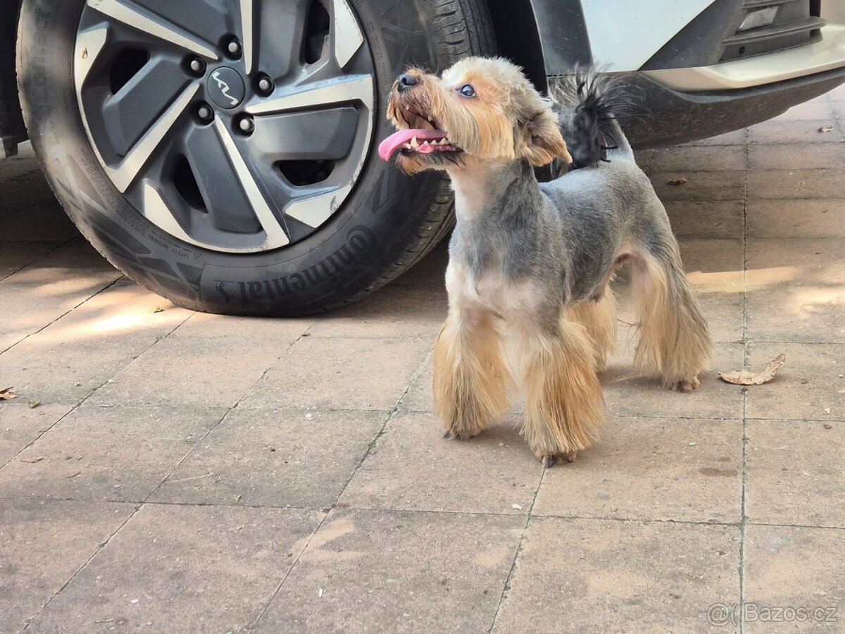 Jorkšírský teriér krytí - 2