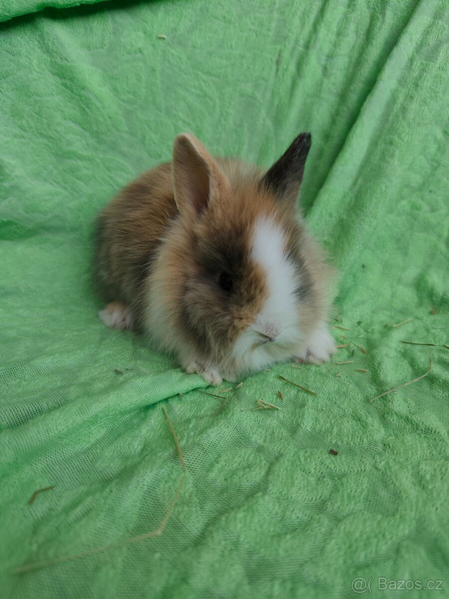 Vymazlení zakrslí králíčci - minilop, beranek, teddy - 2