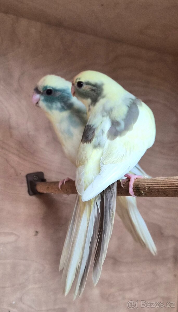 Kakariki rudočely - 2