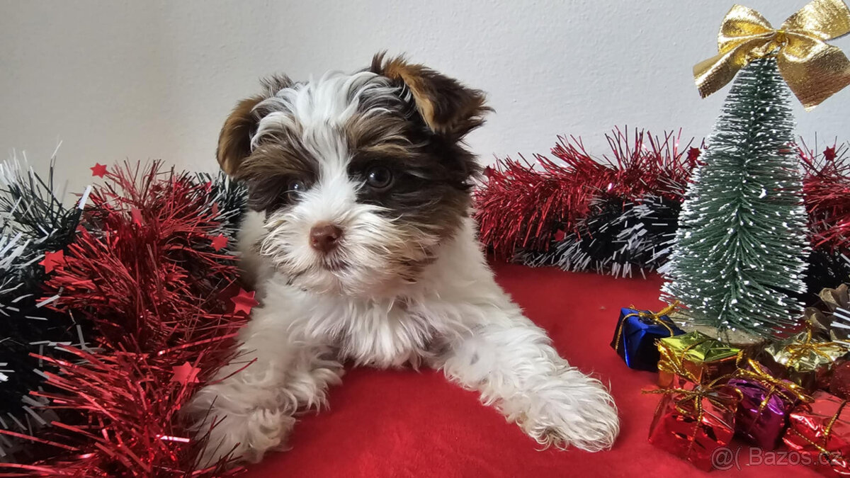 Jorkširský teriér - zbarvení BIEWER - s PP - 2