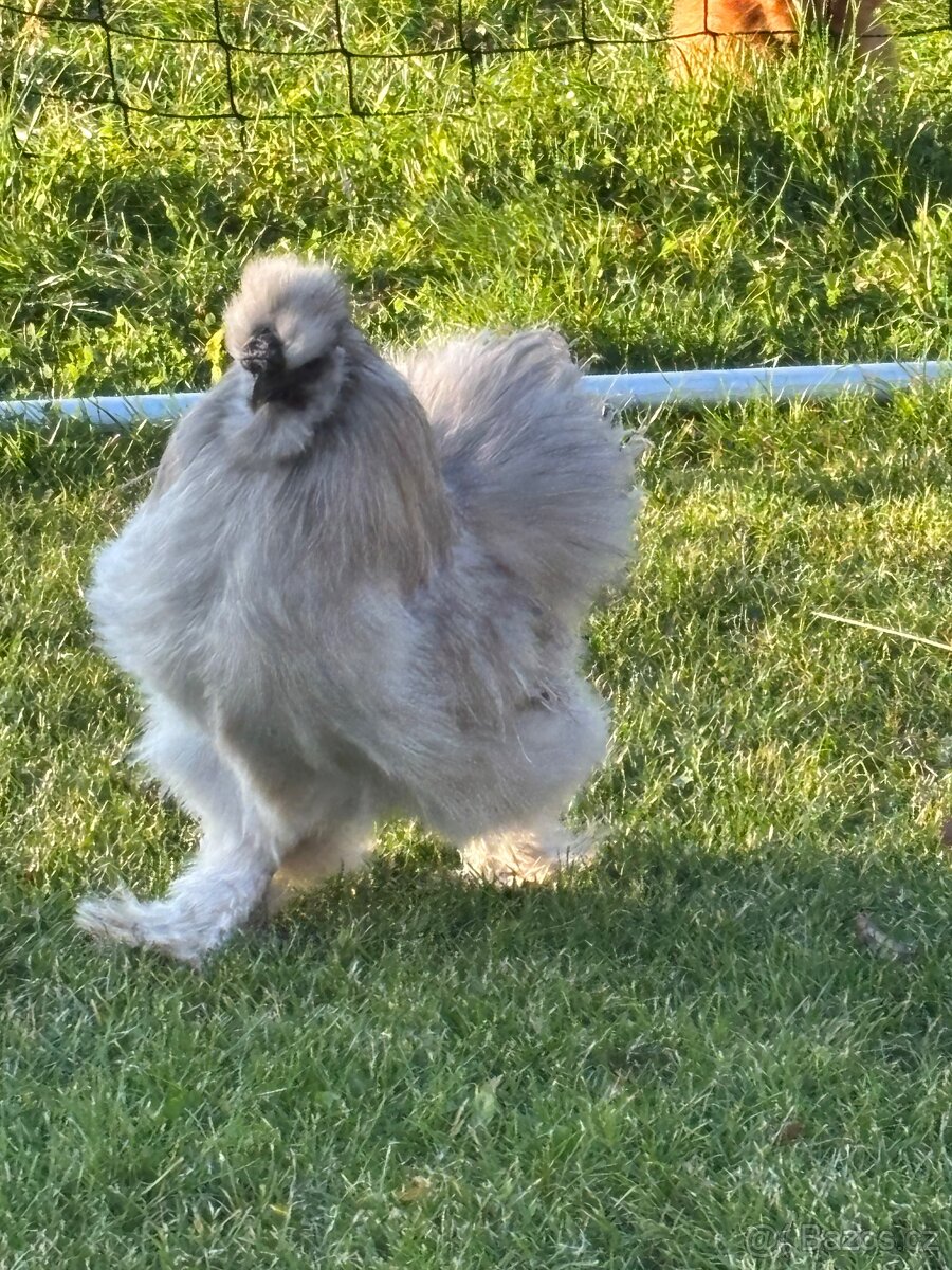 Hedvábnička kohout - 2