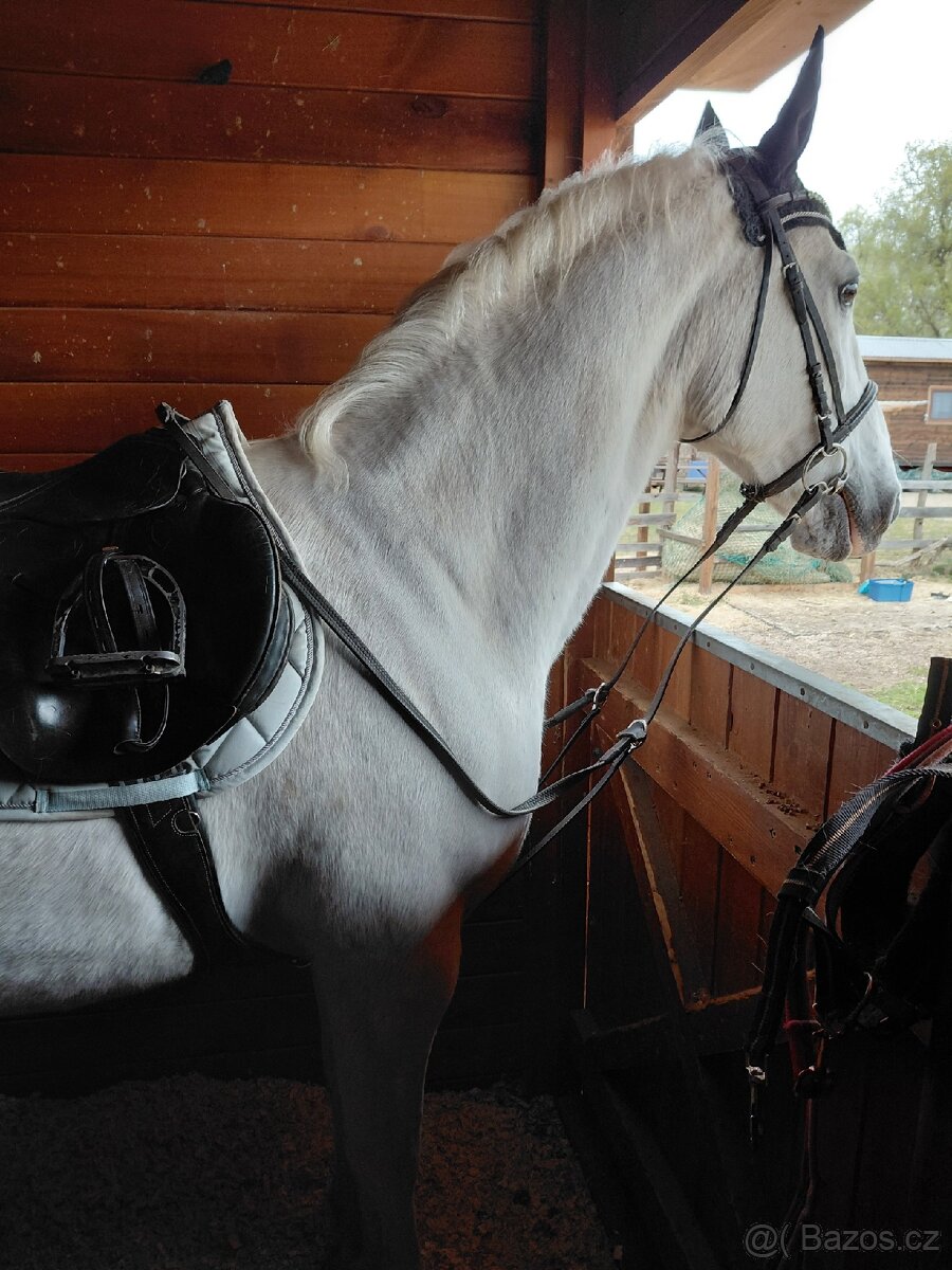 Chůva pro koně - 2