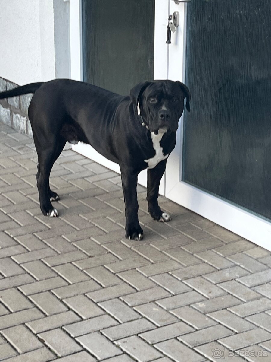 American Bully XL - 2