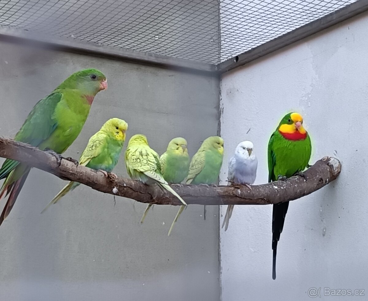 Andulky z venkovní voliery - 2