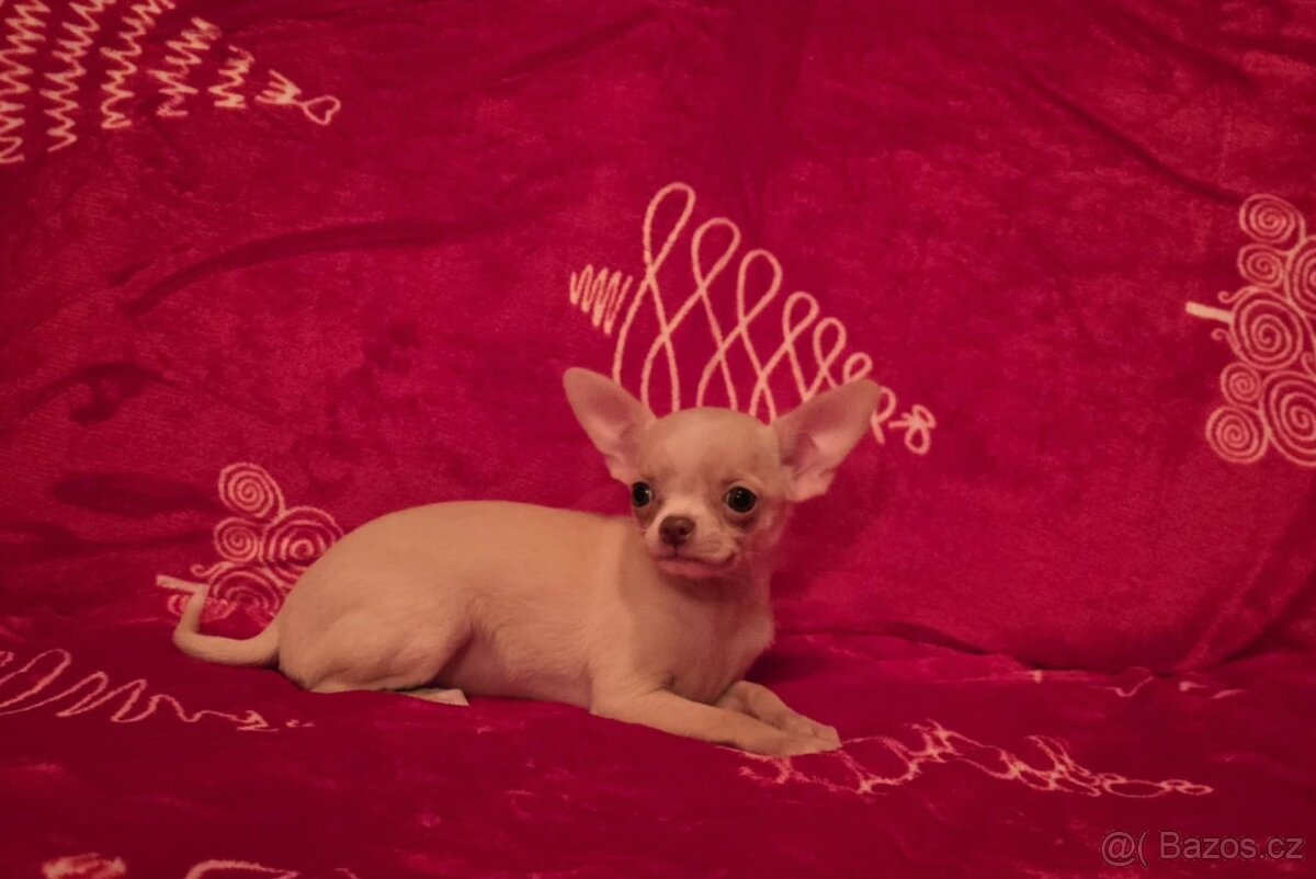 Čivava krátkosrstá s PP - 2