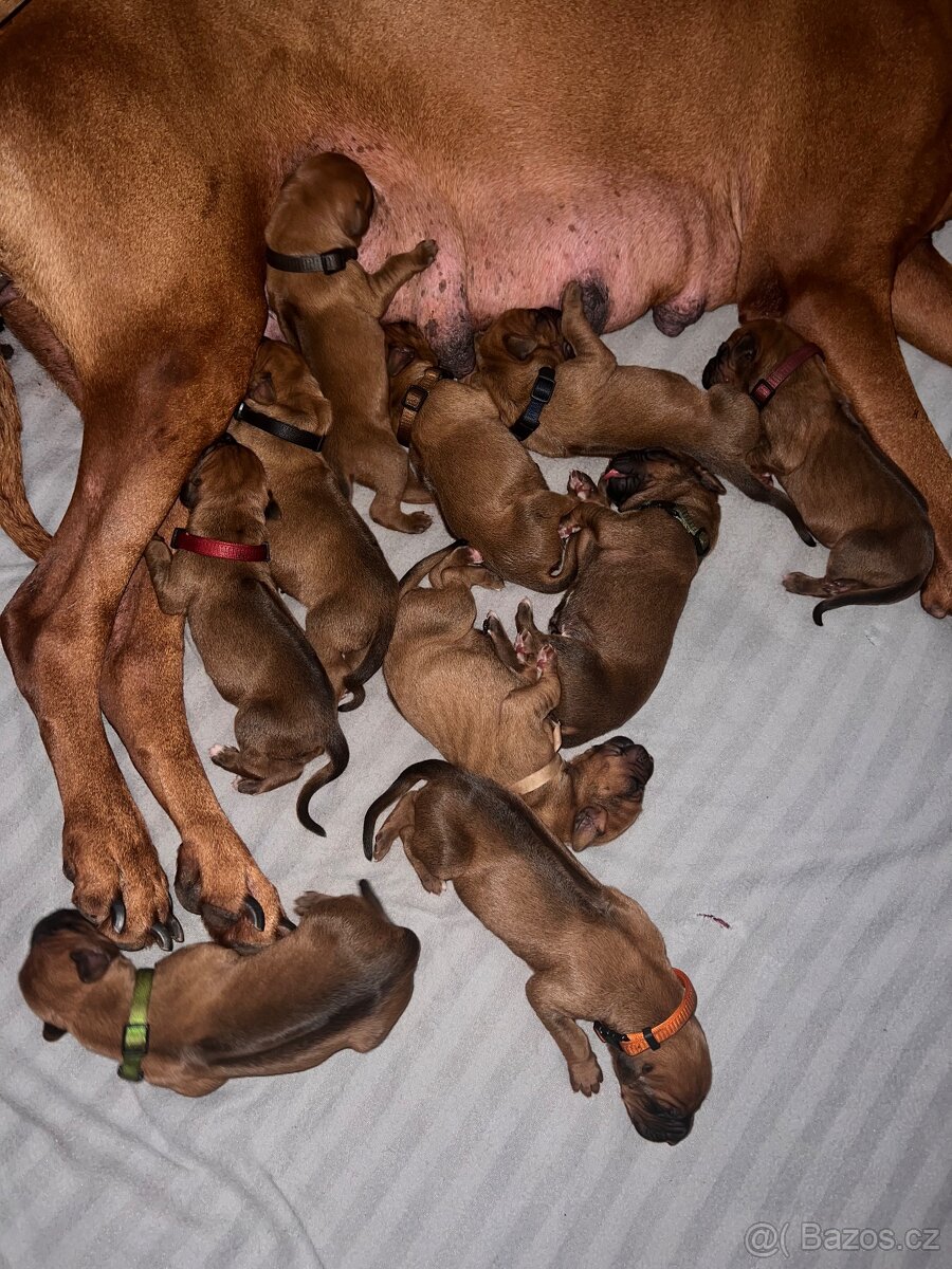 Štěně Rhodéský Ridgeback s PP - 2