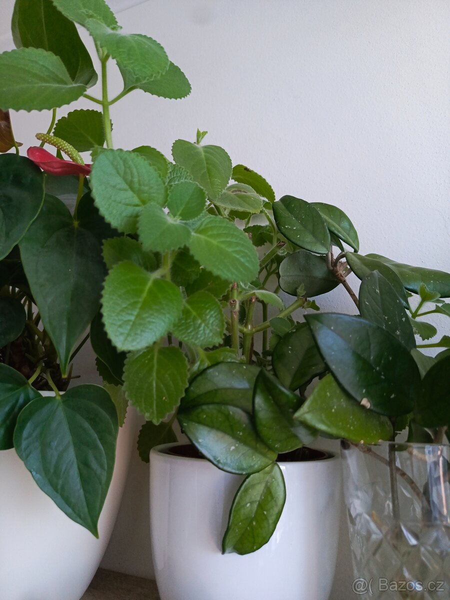 Pokojové rostliny - 2