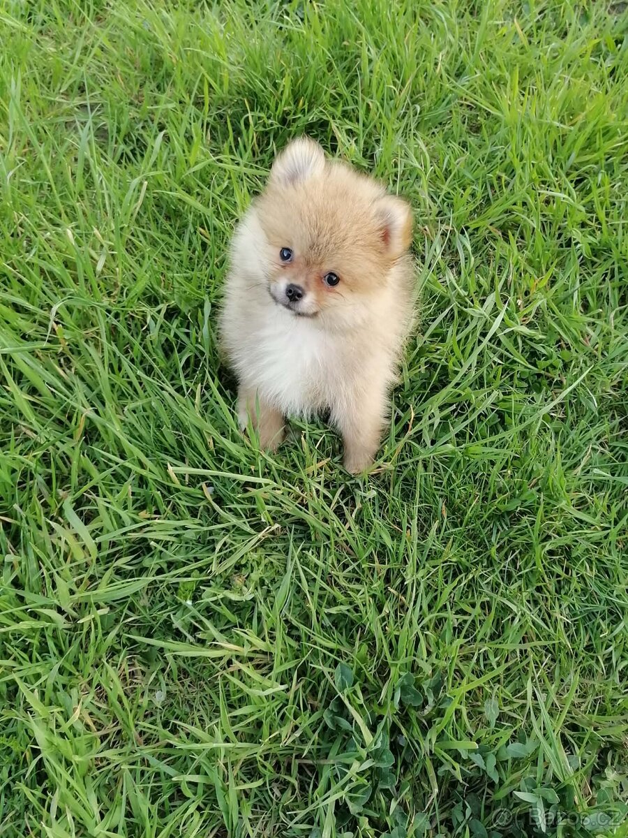 Štěně pomeranian - 2