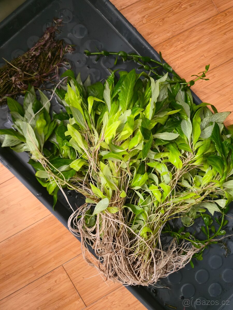 Akvarijní rostlinky z prostřihu - 2