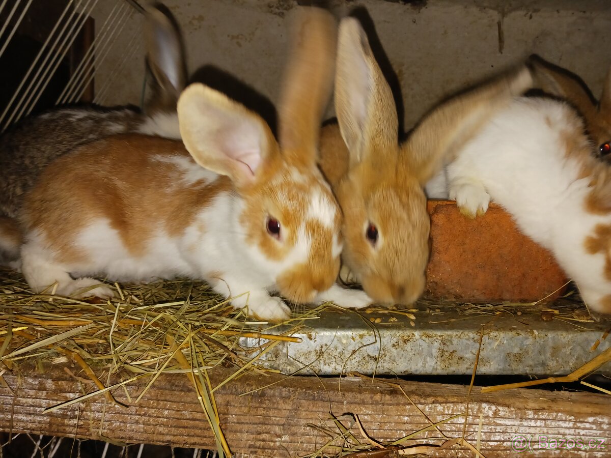 Mladí králíci - 2