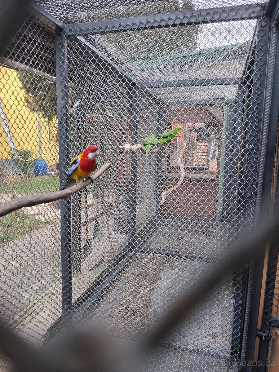 Rosela Gold mantel 0.1 - 2