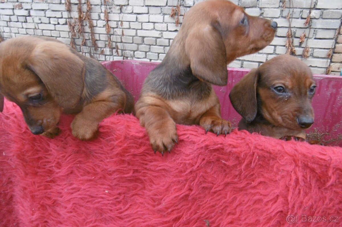 Prodej jezevčíků - 2