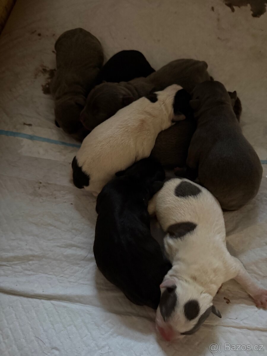 Stafordšírský bulteriér s PP - 2