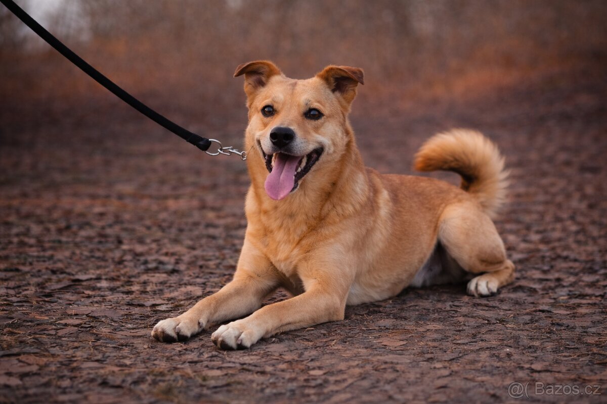 Chulio hledá domov - 2