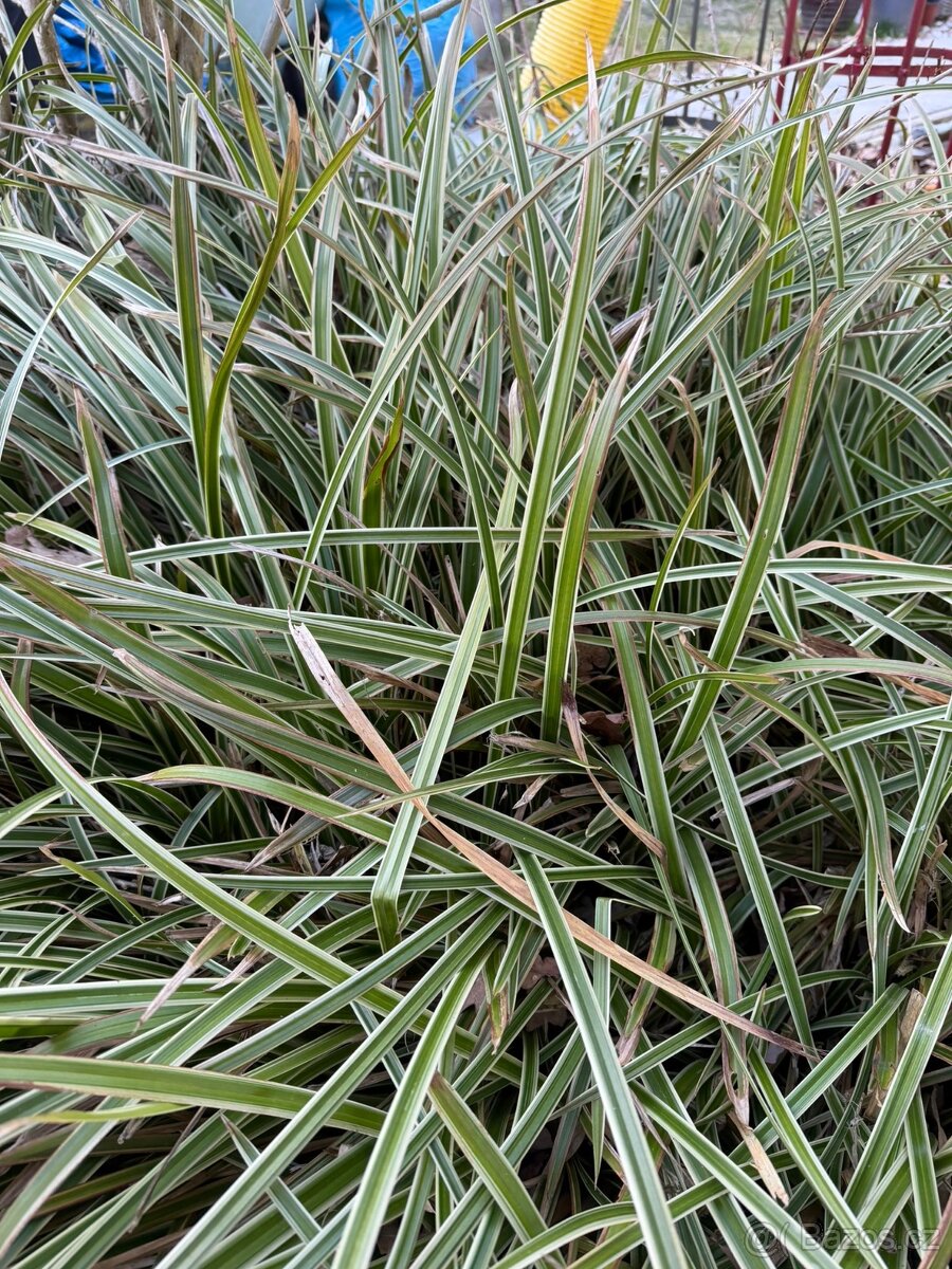 Ostřice japonská tráva sazenice - 2