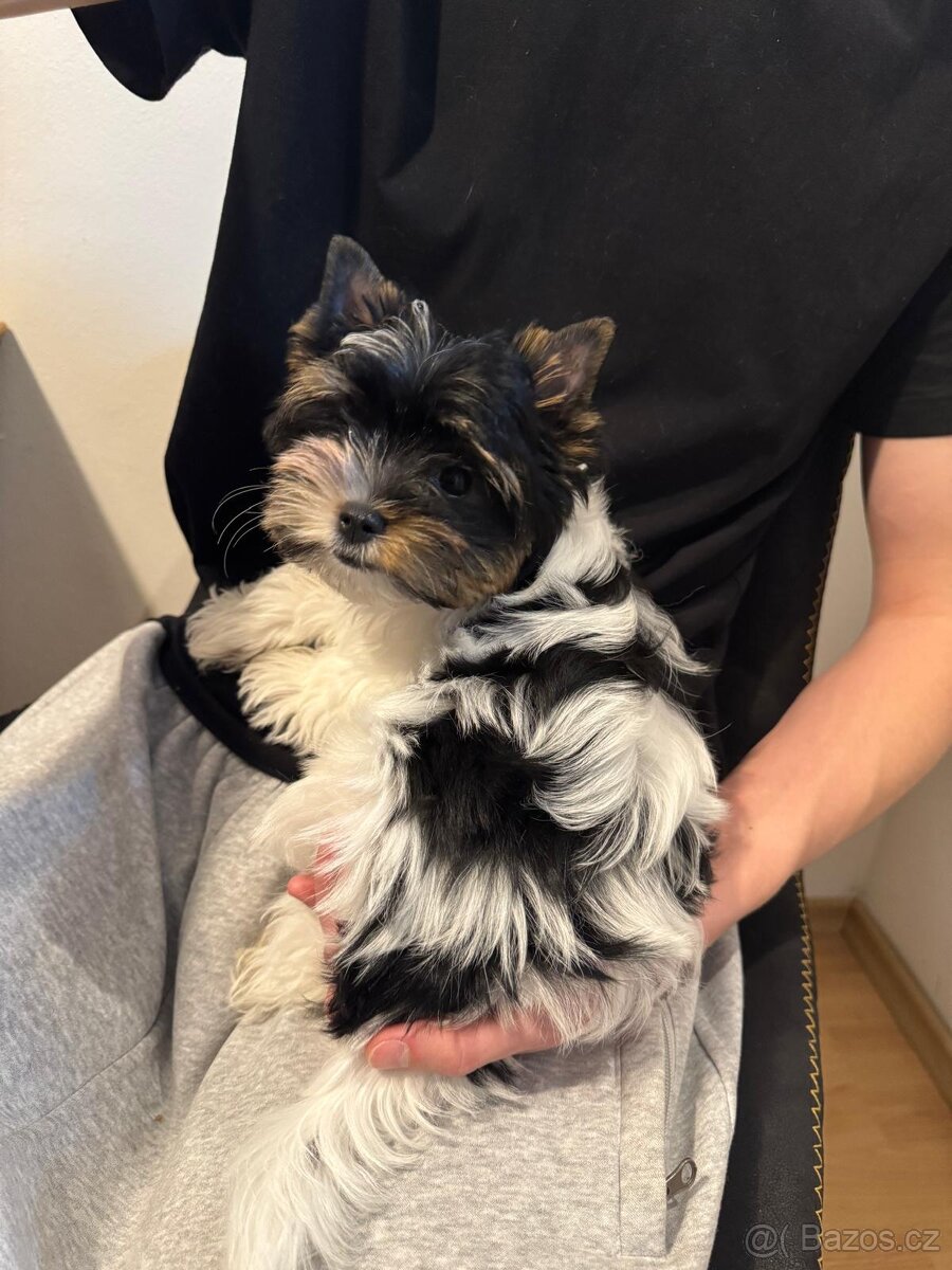 Biewer jorkšírský teriér - 2