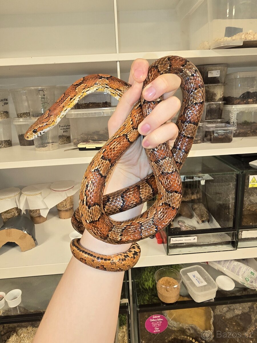 Samec užovka červená - 2