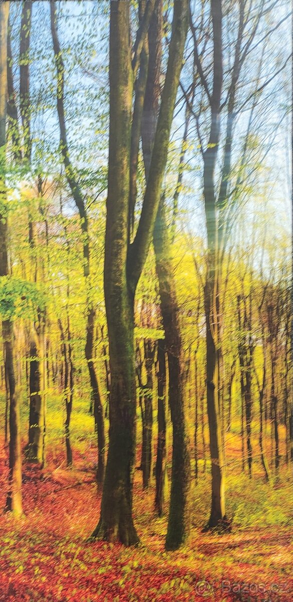 Obraz - les 150/70 - 2