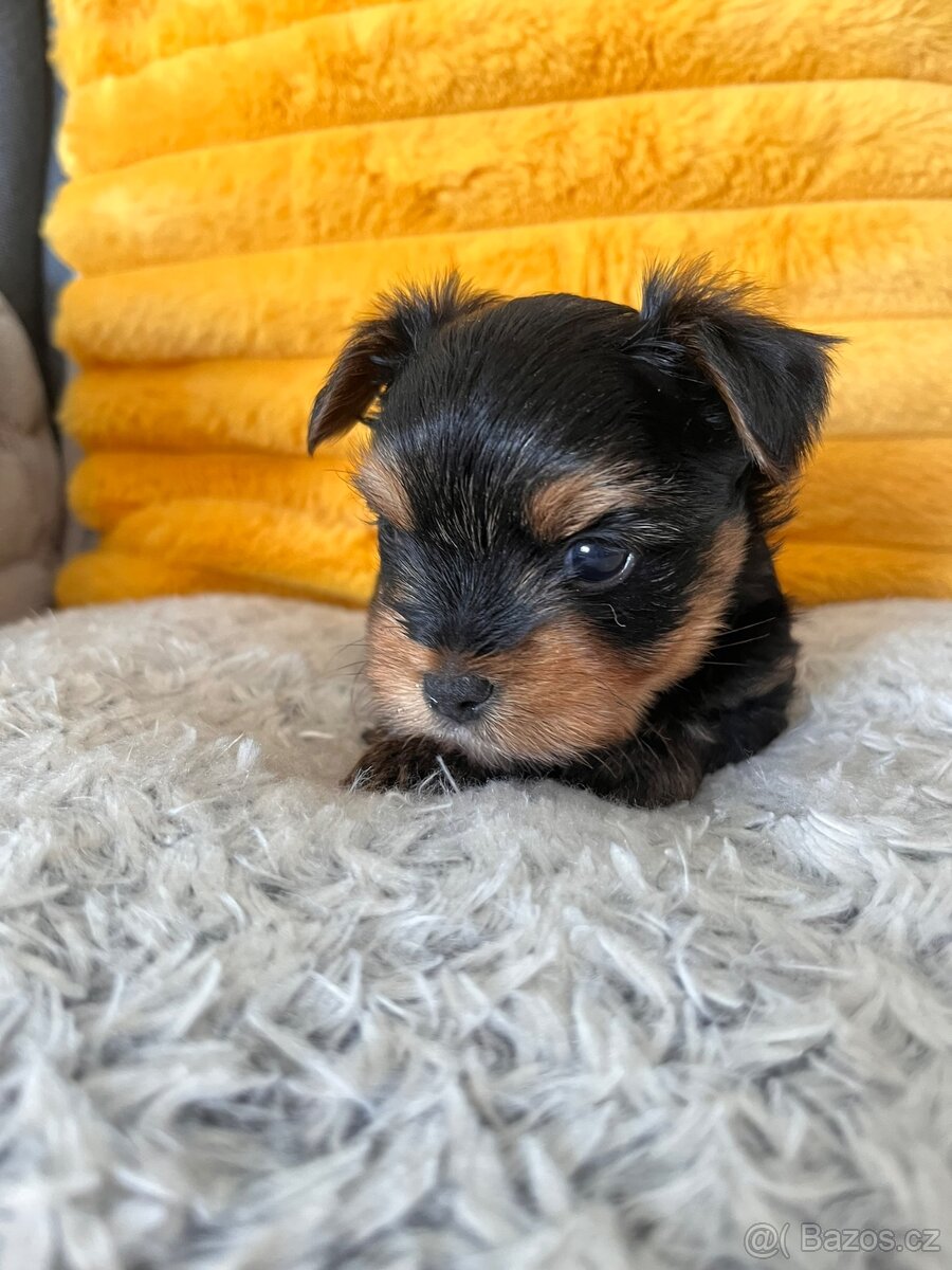 Jorkšírský terier - 2