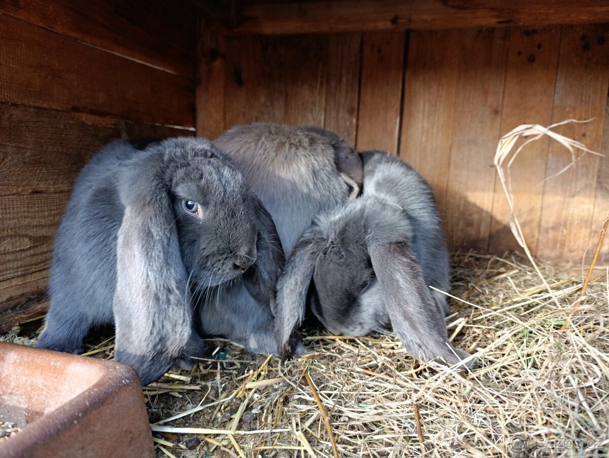 Francouzský beran modrý - 2