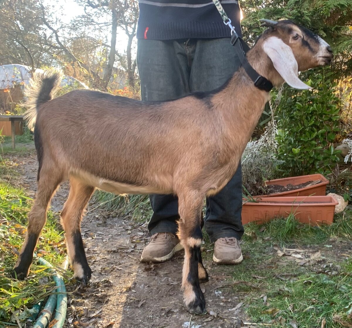 100% Anglonubijská koza - 2