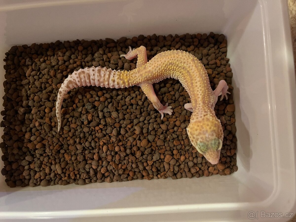 Gekončík noční - 2