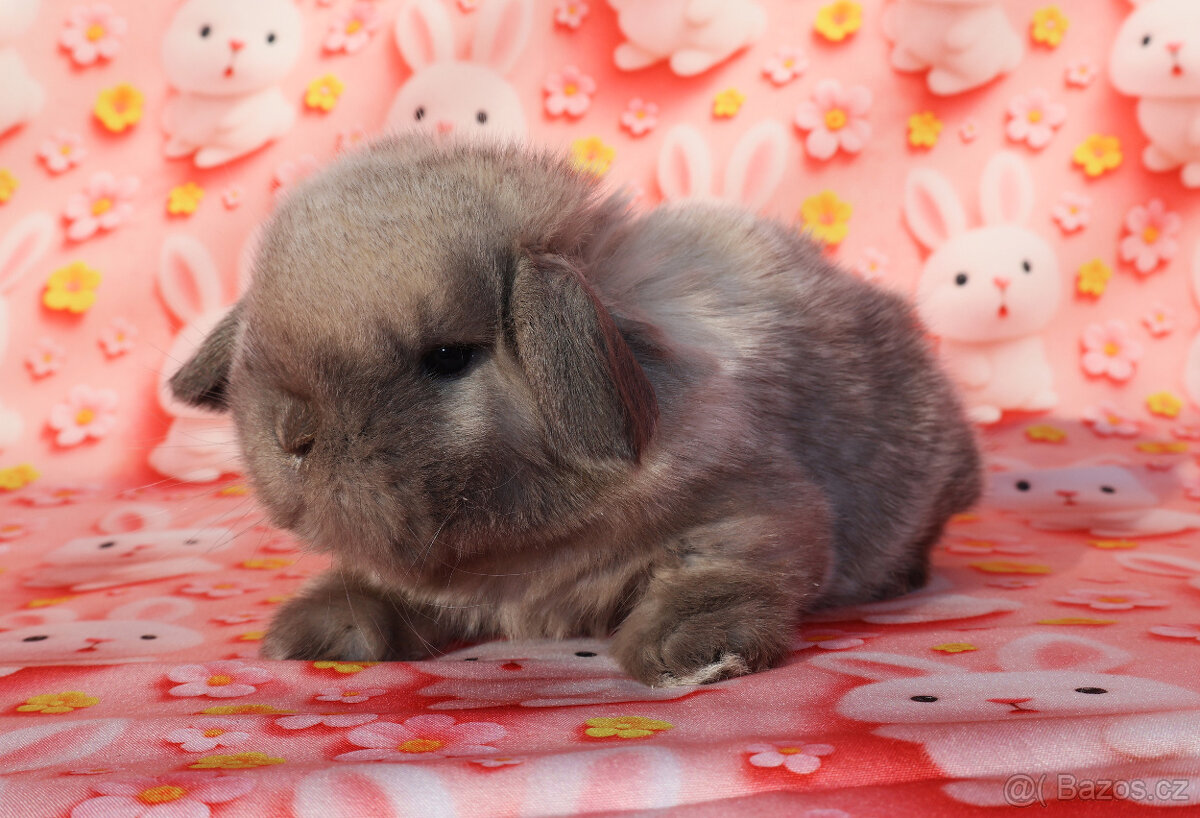 MiniLop beránci - 2