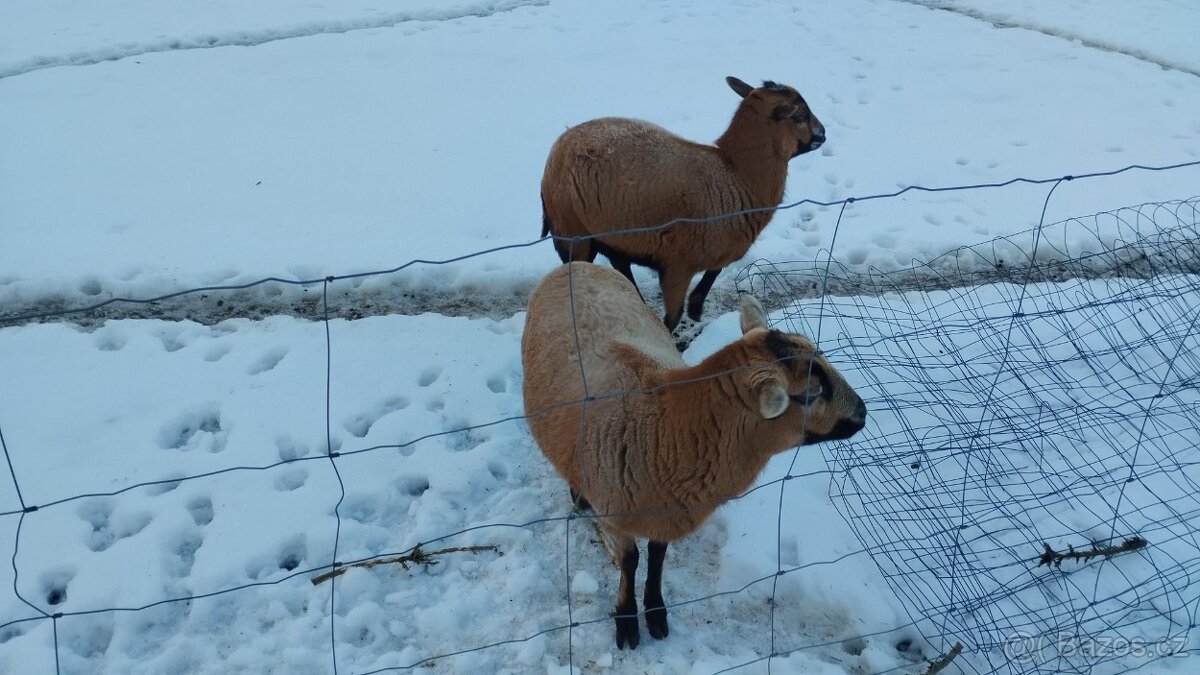 Kamerunské ovečky - 2