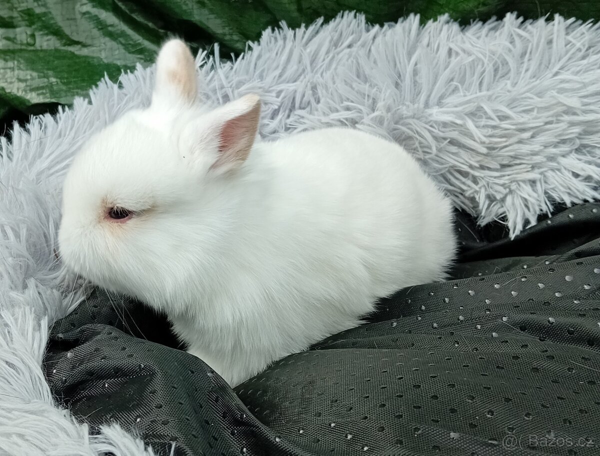 Zakrslý králíček E3 - 2