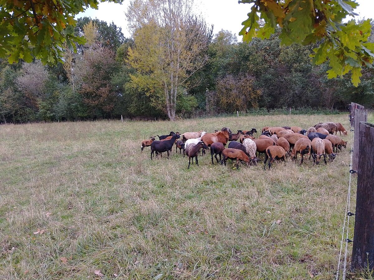 Kamerunské ovce - 2