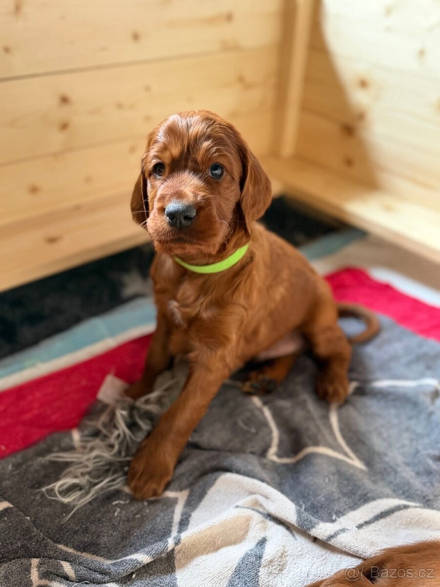 Štěňata irský setr s PP - 2