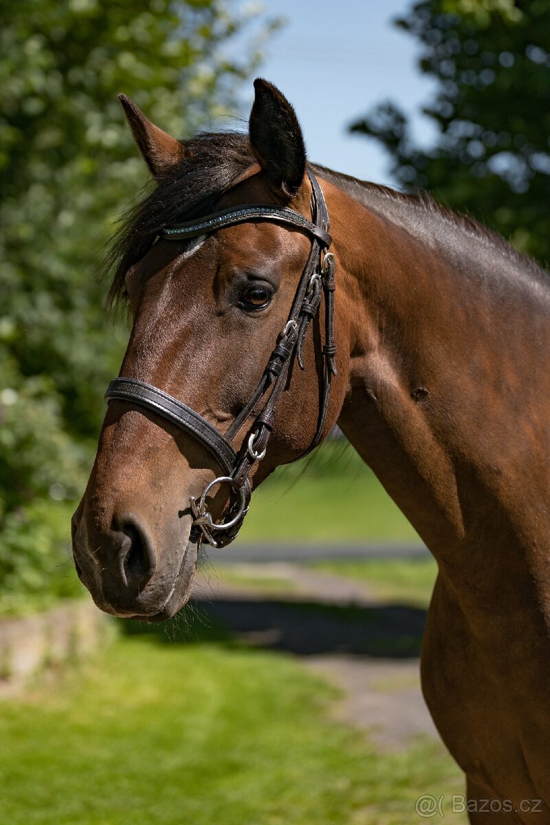 Lusitano klisna 8 let - 2