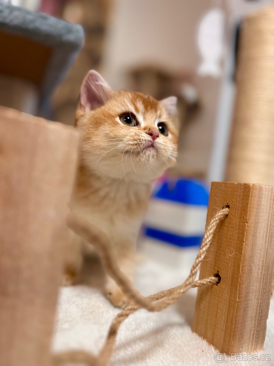 Luxusní zlata britská činčila koťata s PP pro chov - 2