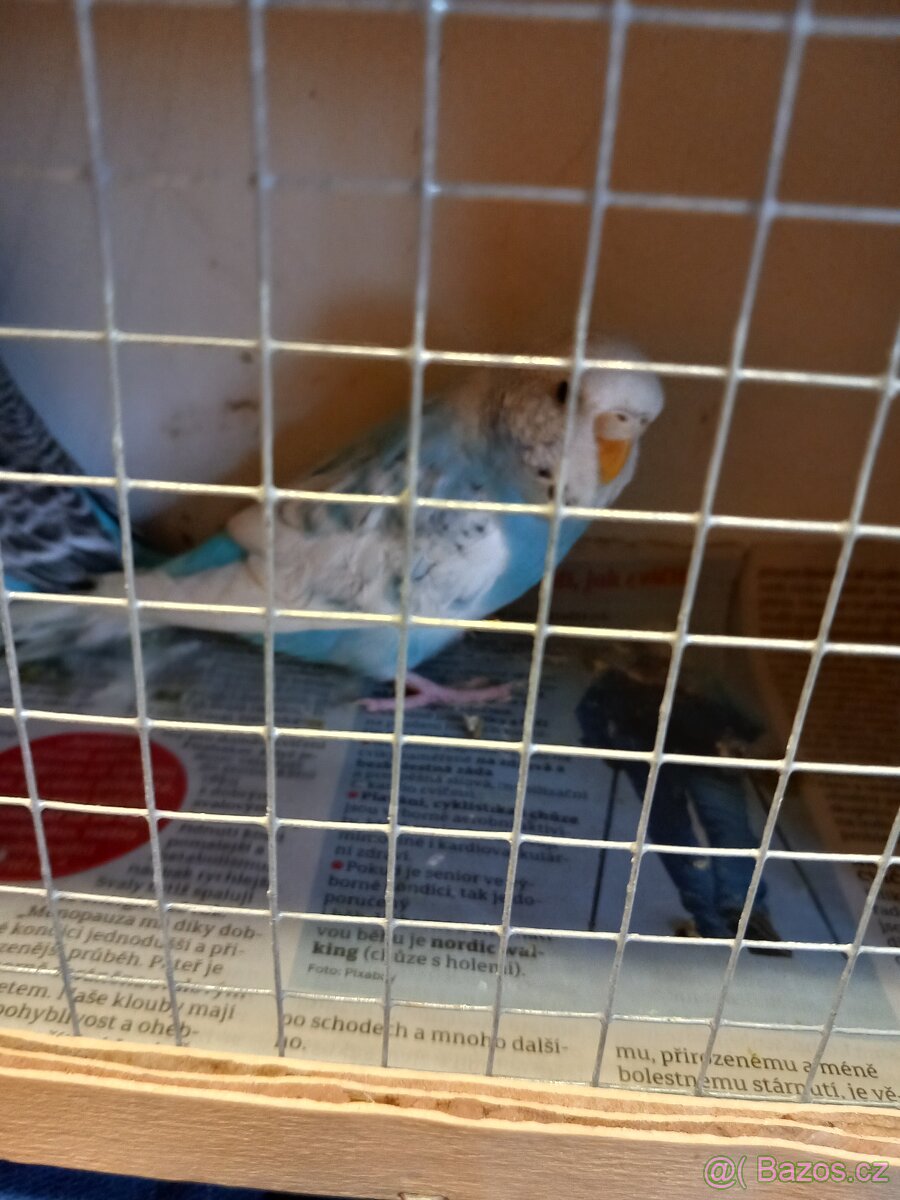 Andulka Vlnkovaná - 2