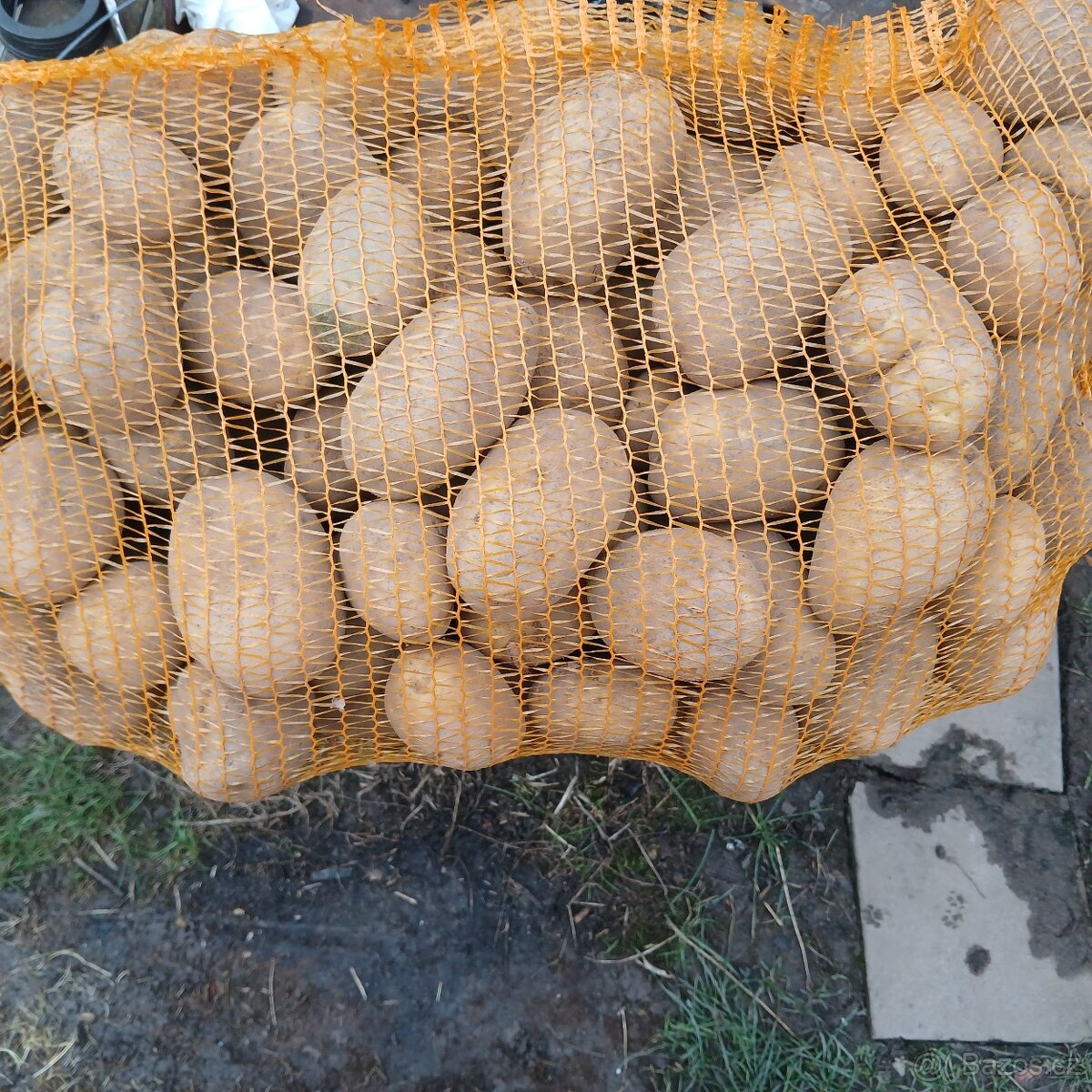 Brambory - 2