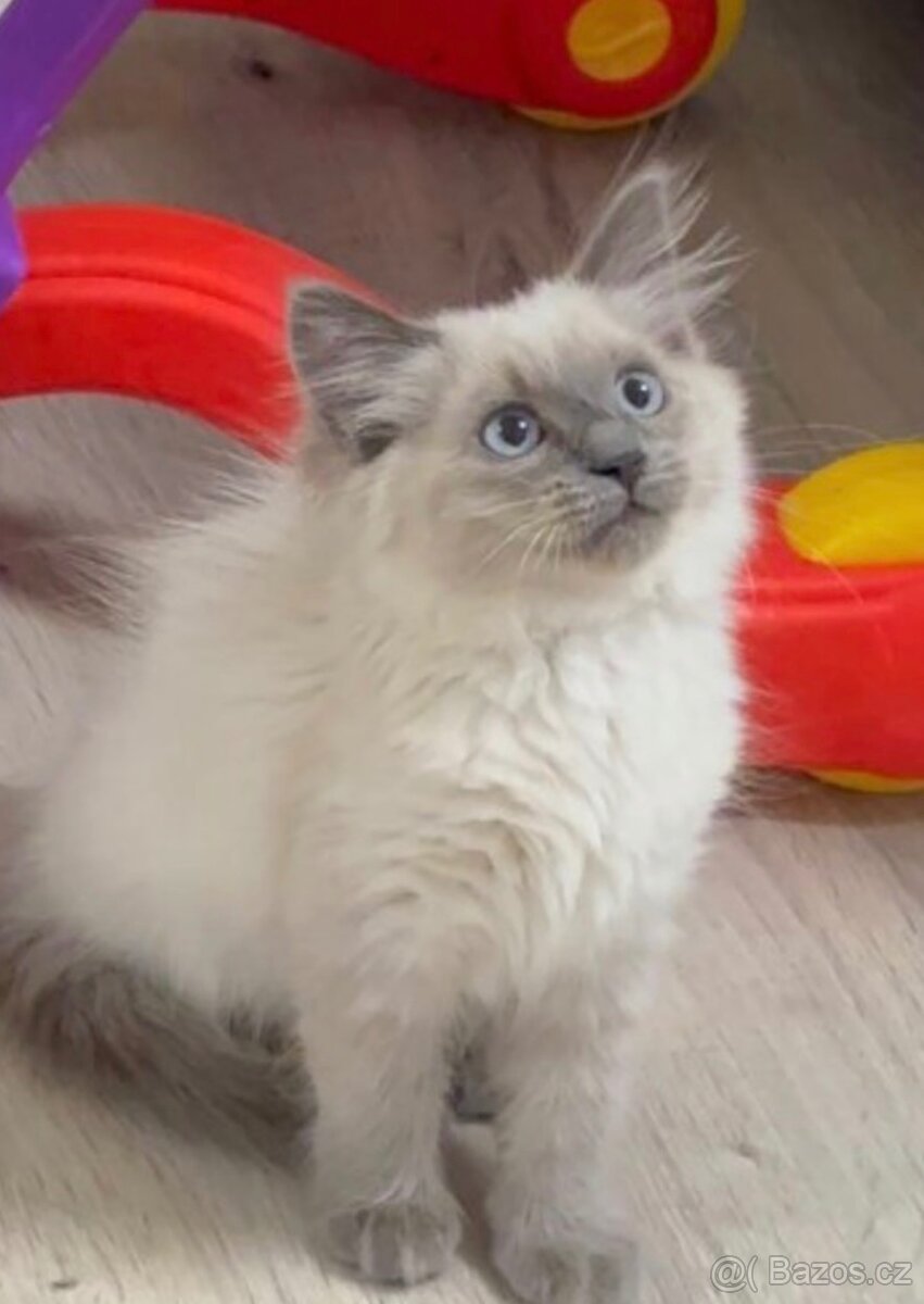Prodám krásné koťátka ragdoll - 2