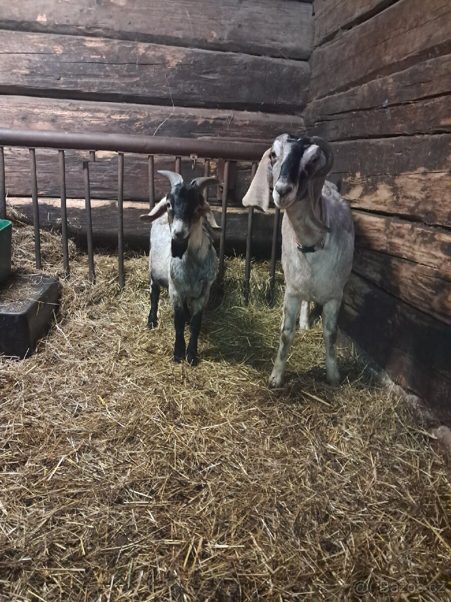 Prodám Kozu,Kozlika Anglobinského plemene. - 2