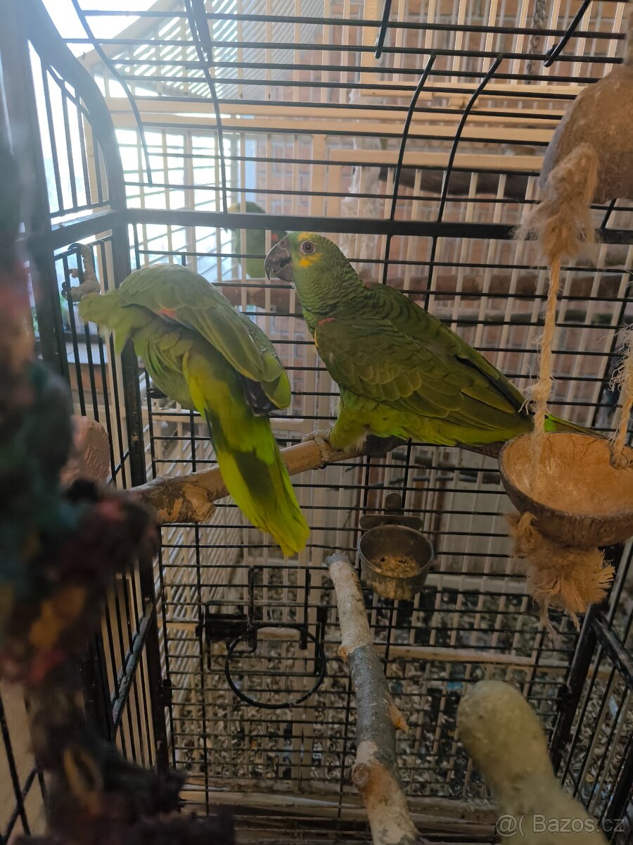 Amazoňan modroceli samice - 2