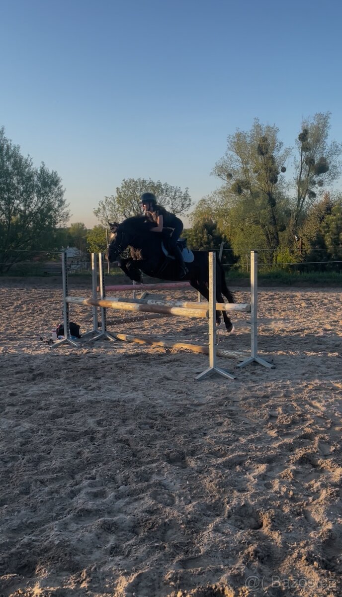 Vyjímečná pony klisna B, 138 KVH - 2