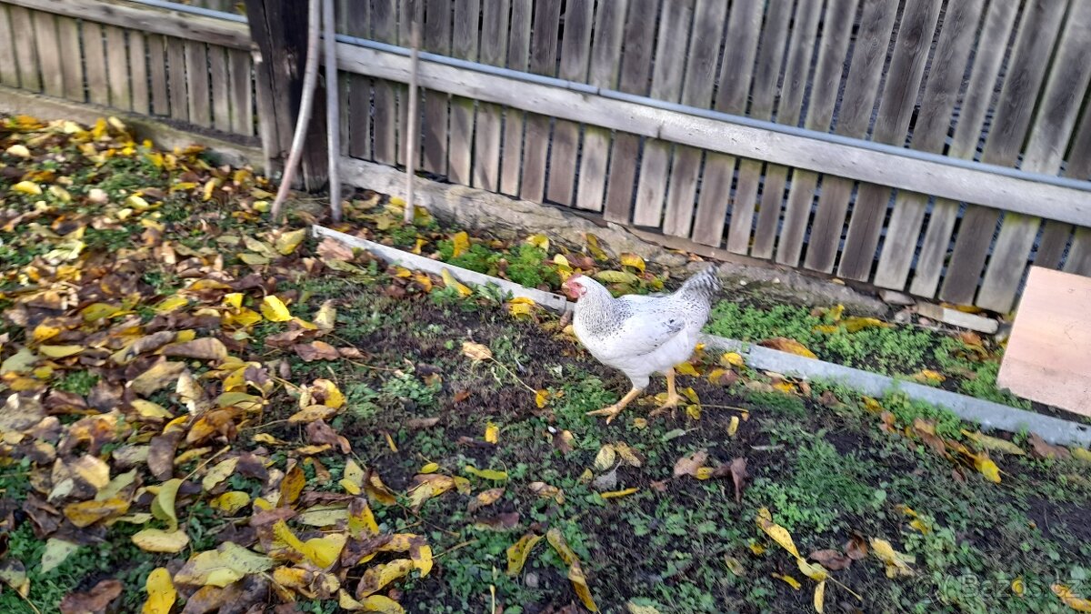 nabízím letošní mladé kohoutky - 2