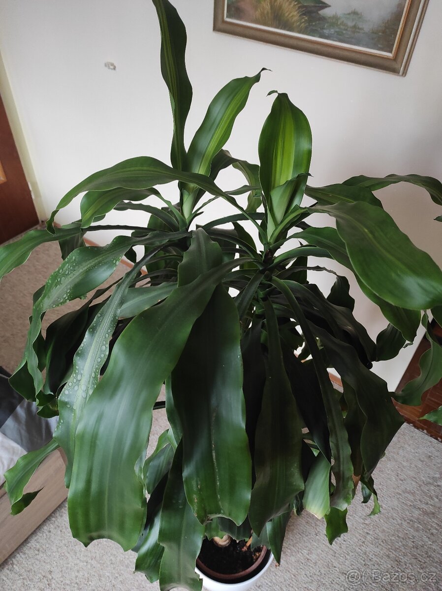 Dracaena fragrans - 2