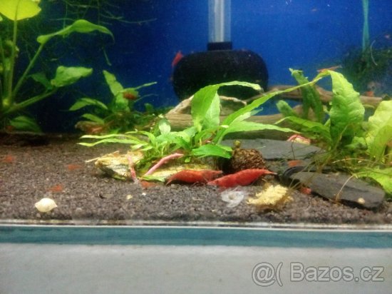 (NEDOSTUPNE) krevetky Neocaridina Red Sakura - 2