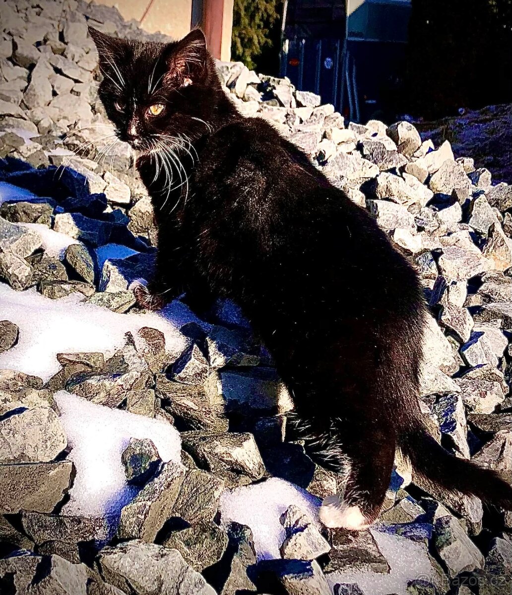 Sibiřské koťata - 2