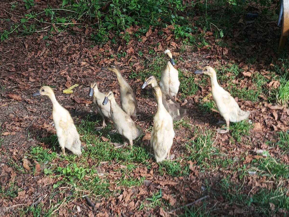 Indický běžec - 2