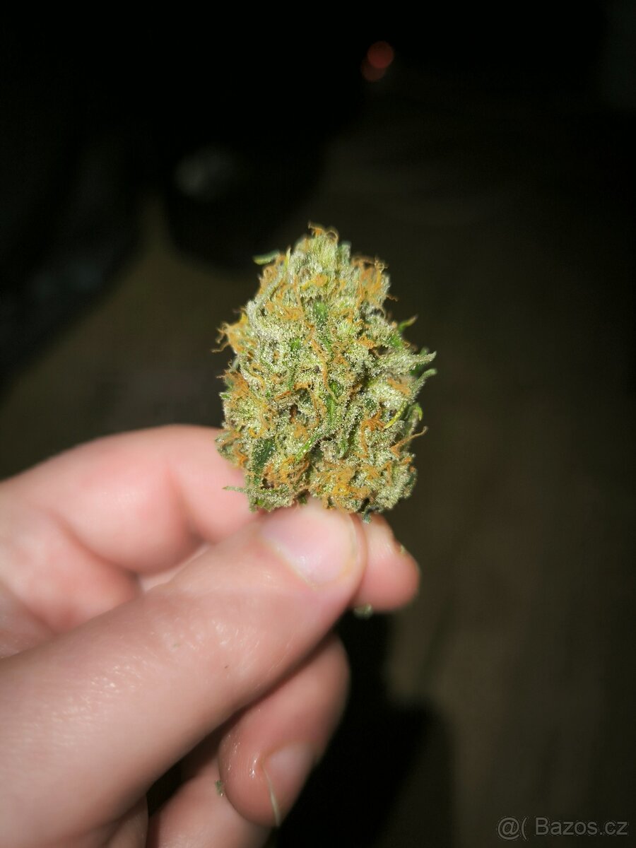 Nabízím květy konopí, Infuze. - 2