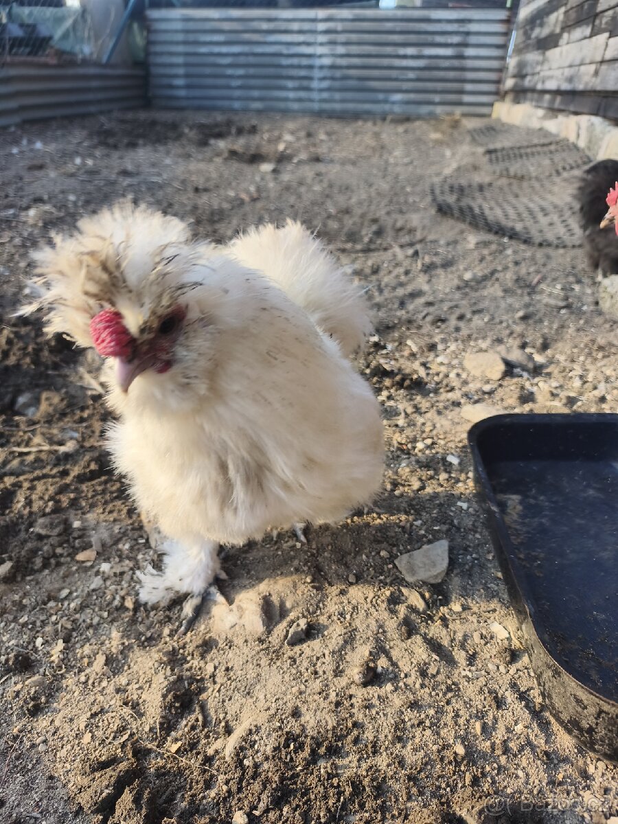 Hedvábnička kohout - 2